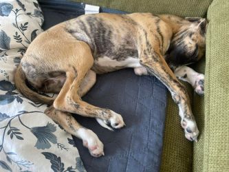 whippet šteniatka