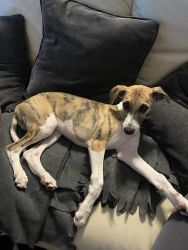 whippet šteniatka