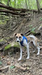 whippet šteniatka