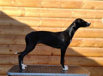 whippet šteniatka