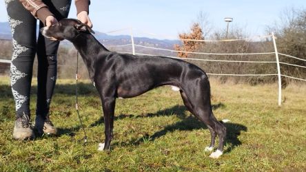 whippet šteniatka