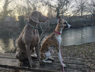 whippet šteniatka