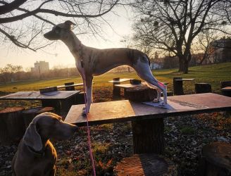 whippet šteniatka