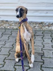 whippet šteniatka