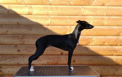 whippet šteniatka