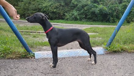 whippet šteniatka