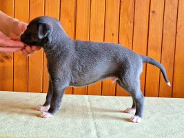 whippet šteniatka