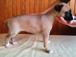 whippet šteniatka