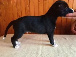 whippet šteniatka