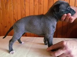 whippet šteniatka