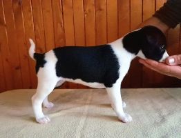 whippet šteniatka