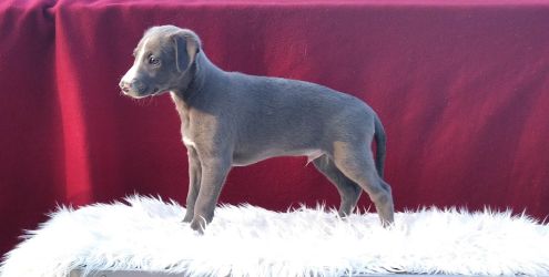 whippet šteniatka