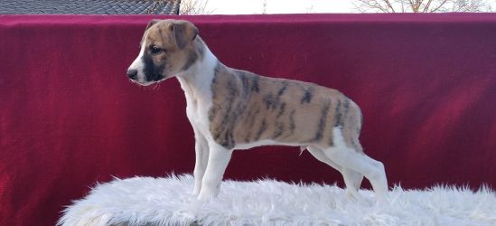 whippet šteniatka