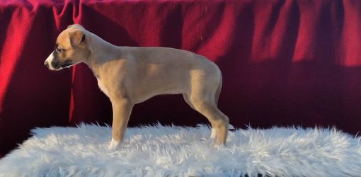 whippet šteniatka
