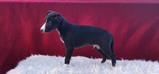 whippet šteniatka