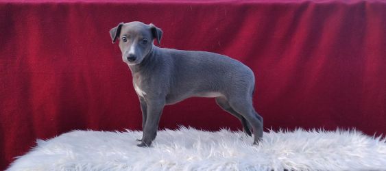 whippet šteniatka