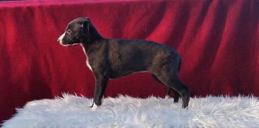 whippet šteniatka