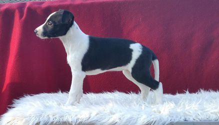 whippet šteniatka