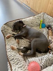 whippet šteniatka
