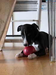 whippet šteniatka