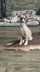 whippet šteniatka