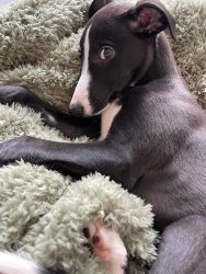 whippet šteniatka