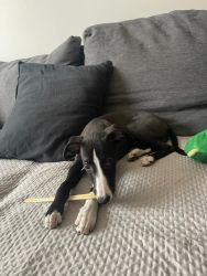 whippet šteniatka