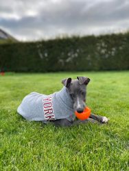 whippet šteniatka