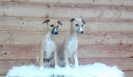 whippet šteniatka