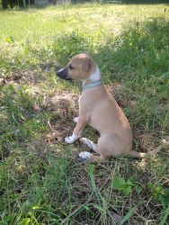whippet šteniatka