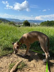 whippet šteniatka