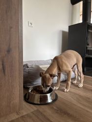 whippet šteniatka