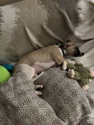 whippet šteniatka