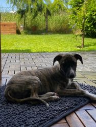 whippet šteniatka