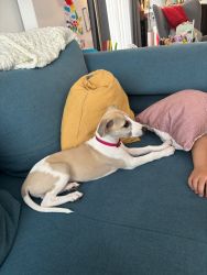 whippet šteniatka