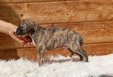 whippet šteniatka