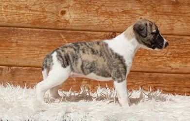 whippet šteniatka