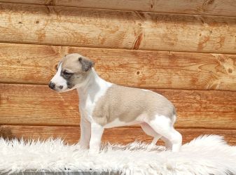 whippet šteniatka