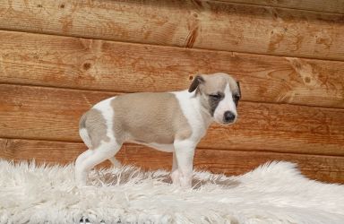 whippet šteniatka