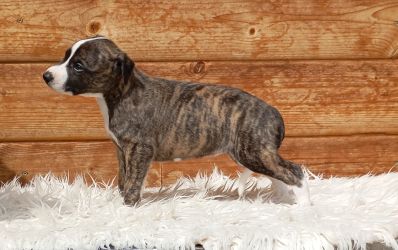 whippet šteniatka