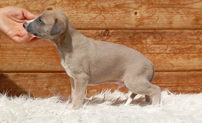 whippet šteniatka