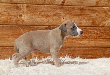 whippet šteniatka