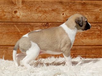 whippet šteniatka