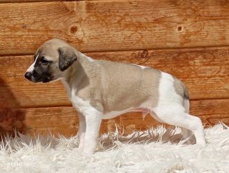 whippet šteniatka