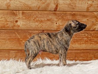 whippet šteniatka