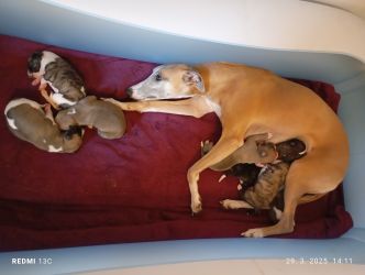 whippet šteniatka