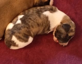 whippet šteniatka